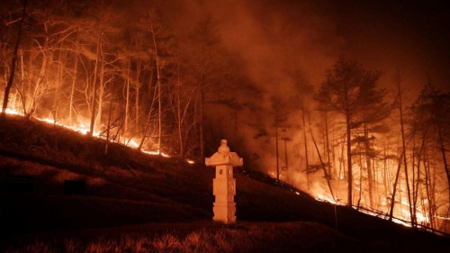 18 человек погибли, 10 пострадали в лесных пожарах в Южной Корее: есть ли среди них казахстанцы