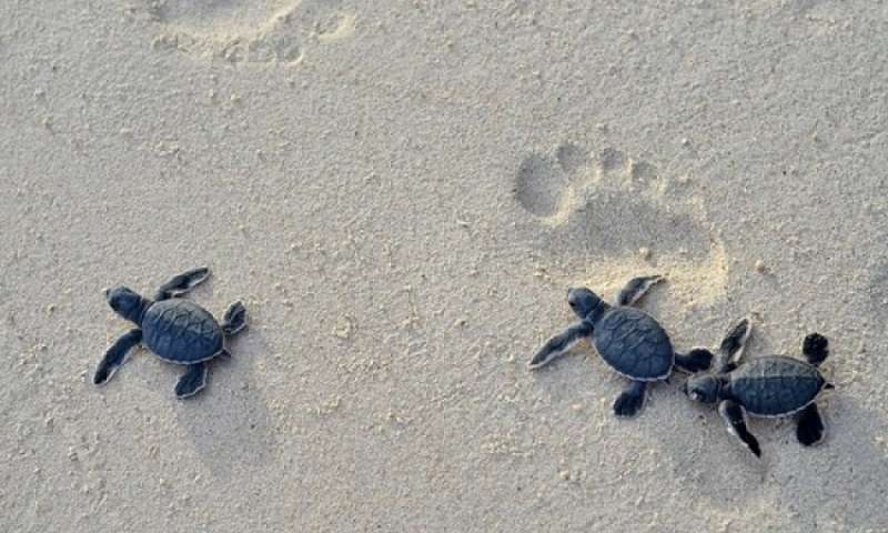 OpenSea исключила проект DAO Turtles из-за проблем с финансированием
